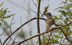 Myiarchus yucatanensis