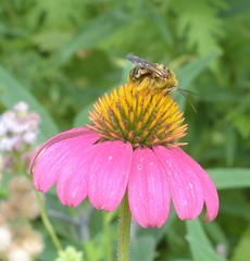 Svastra obliqua obliqua