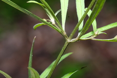 Lysimachia lanceolata