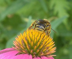 Svastra obliqua obliqua