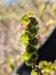 Betula michauxii