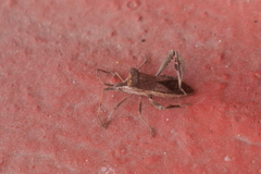 Leptoglossus concaviusculus