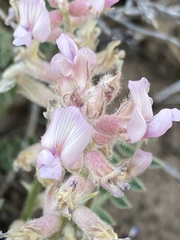 Astragalus andersonii