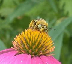 Svastra obliqua obliqua