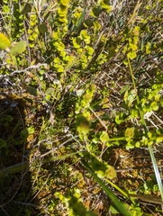 Betula michauxii