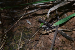 Bassaniodes bufo