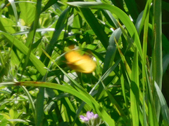 Colias dimera
