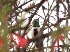 Oreotrochilus leucopleurus