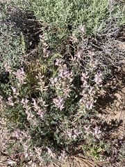 Astragalus andersonii