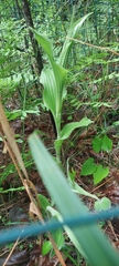 Cypripedium reginae