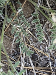 Astragalus andersonii