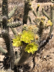 Cylindropuntia ganderi