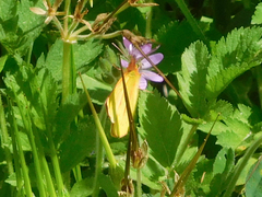 Colias dimera