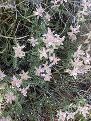 Astragalus andersonii