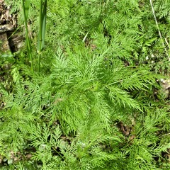 Trepocarpus aethusae