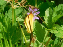 Colias dimera