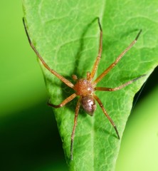 Philodromus marxi