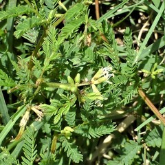 Desmanthus leptolobus