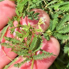 Desmanthus leptolobus