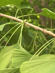 Ginkgo biloba