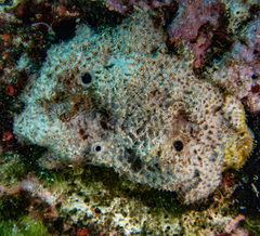 Irciniidae
