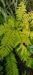 Pteris tripartita