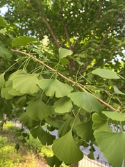 Ginkgo biloba