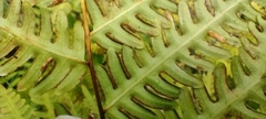 Pteris tripartita