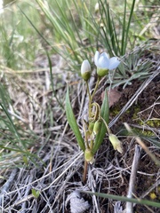 Claytonia rosea