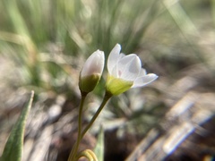 Claytonia rosea