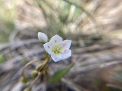 Claytonia rosea
