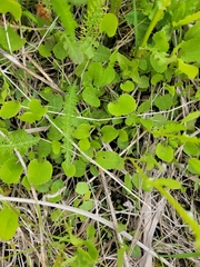 Packera pseudaurea