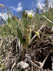 Claytonia rosea