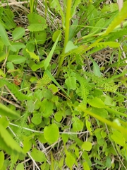 Packera pseudaurea
