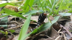 Xanthopastis regnatrix