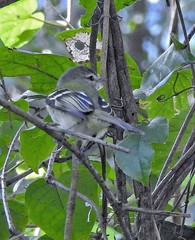 Phyllomyias sclateri