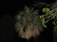 Copernicia prunifera