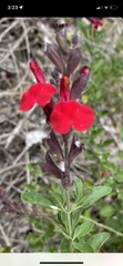Xylocopa tabaniformis