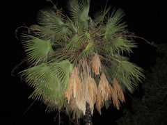 Copernicia prunifera