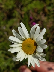 Leucantheminae