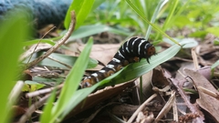 Xanthopastis regnatrix