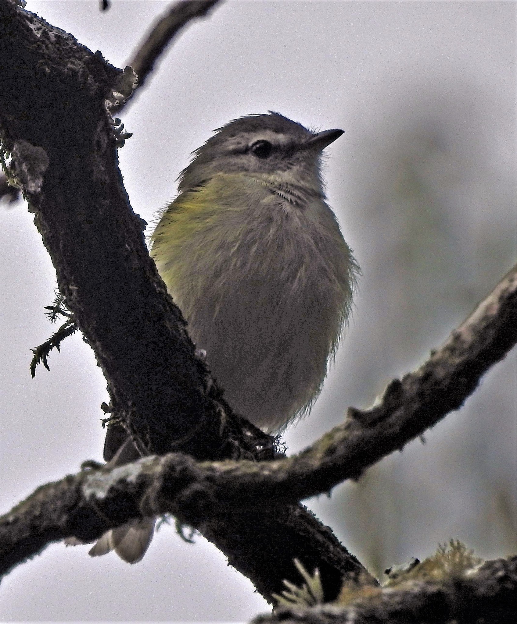 Sclater's Tyrannulet (Phyllomyias sclateri), photo 8