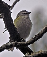 Phyllomyias sclateri