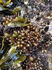 Halosaccion glandiforme