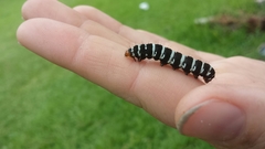 Xanthopastis regnatrix