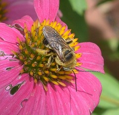 Svastra obliqua obliqua