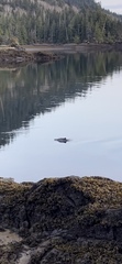 Phocoena phocoena vomerina