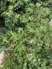 Anthriscus sylvestris