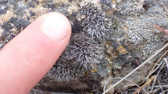 Coscinodon calyptratus