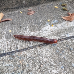 Thyropygus allevatus